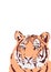 Tiger banner in color