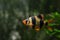 Tiger barb, Puntigrus tetrazona, popular and easy to keep ornamental tropical cyprinid fish from Sumatra
