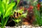 Tiger barbs or sumatra barbs in a home decorative aquarium