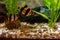 Tiger barbs or sumatra barbs Puntius tetrazona in a home decorative aquarium