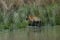A tiger bathing and drinking in a lake in India