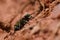 Tiger beetle