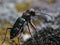 Tiger beetle (Cicindela campestris). macro