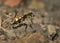 Tiger Beetle - Cicindela sylvicola - ground beetle native to Europe