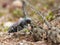 Tiger Beetle On Dried Plant Head