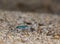 Tiger Beetle on the sandy beach of Karwani Stream,Garo hills,Meghalaya,India