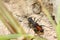 Tiger beetles