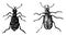 Tiger Beetles, vintage illustration