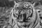 Tiger black and white closeup roaring with mouth open teeth showing