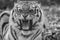 Tiger black and white closeup roaring with mouth open teeth showing