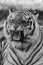 Tiger black and white closeup roaring with mouth open teeth showing