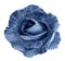 Tiger blue rose. Flower, white isolated background with clipping path. Closeup. no shadows. For design.