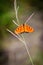 Tiger butterfly on a blade of grass