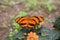 Tiger Butterfly Dryadula phaetusa orange