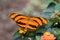 Tiger Butterfly Dryadula phaetusa orange