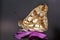 tiger butterfly on flower Phlox on a dark background