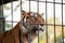 Tiger in cage who loses freedom and can`t move anywhere