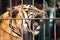 Tiger in cage who loses freedom and can`t move anywhere