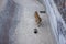 The tiger calmly walks towards, among the concrete and plants