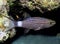 A Tiger Cardinalfish Cheilodipterus macrodon in the Red Sea