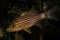 tiger cardinalfish fish with promiment pointed teeth