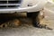 Tiger cat lying under the car and sniffs them