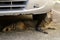 Tiger cat lying under the car and sniffs them