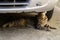 Tiger cat lying under the car and sniffs them