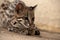 Tiger cat or ocelot cat from Brazil