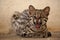 Tiger cat or ocelot cat from Brazil
