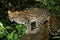 TIGER CAT OR ONCILLA leopardus tigrinus