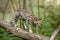 Tiger Cat or Oncilla, leopardus tigrinus, walking on branch