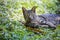 Tiger cat sitting on the green grass