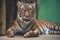 Tiger cat wild animal eyes
