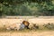 Tiger with cattle kill. A conservation issue tiger cubs with cow kill or domestic animal in core area of ranthambore national park