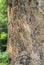 Tiger claws scratches on the tree as territory border marks