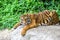 Tiger Cleaning Itself While Laying Down on a Rock