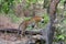 Tiger climbing tree in the jungles of South Asia