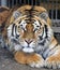 Tiger close up, carefully examining prey
