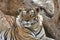 Tiger close up headshot of Tiger