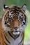 Tiger close up stare gaze