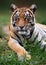 Tiger close-up staring into the camera