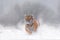 Tiger, cold winter in taiga, Russia. Snow flakes with wild Amur cat.  Tiger snow run in wild winter nature. Siberian tiger,