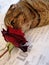 A tiger - colored cat sniffs a scarlet rose.