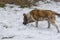 Tiger colored dog in searching of some food in spring, snowy park