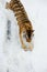 Tiger comes down from mountain covered by snow