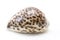 Tiger cowrie Cypraea tigris seashell