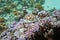A tiger cowrie sea snail Cypraea tigris underwater