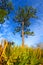 Tiger Creek Preserve Landscape Florida