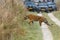 Tiger crossing a safari track in front of tourist vehicles